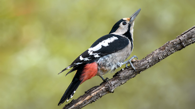Alaca Ağaçkakan - Dendrocopos syriacus kuş fotoğrafı