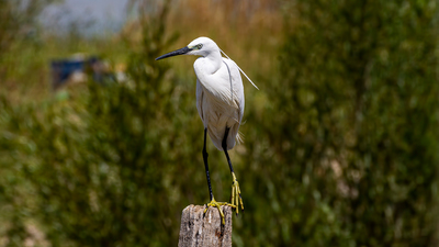 Küçük Ak Balıkçıl - Egretta garzetta kuş fotoğrafı