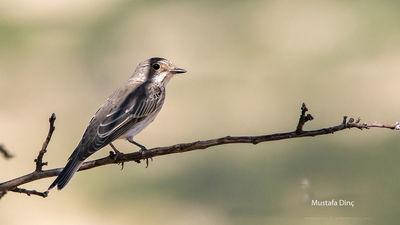 Benekli Sinekkapan - Muscicapa striata kuş fotoğrafı