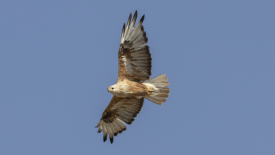 Kızıl Şahin (Buteo rufinus) - Afyonkarahisar / Sandıklı kuş fotoğrafı