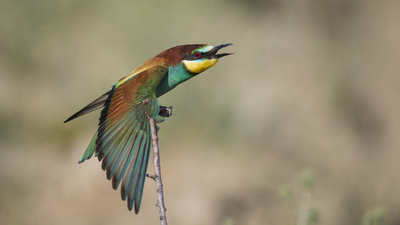 Arıkuşu - Merops apiaster kuş fotoğrafı