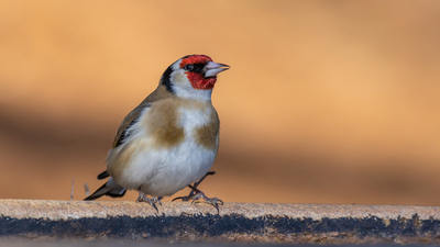 Saka - Carduelis carduelis kuş fotoğrafı