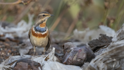 Mavigerdan (Luscinia svecica) - Adana / Karataş kuş fotoğrafı
