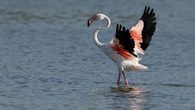 Flamingo