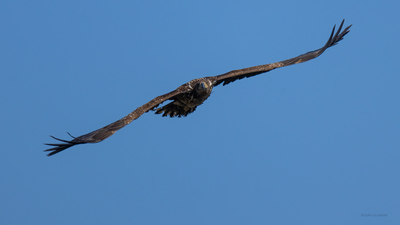 Akkuyruklu Kartal - Haliaeetus albicilla kuş fotoğrafı