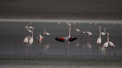 Flamingo