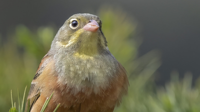 Kirazkuşu - Emberiza hortulana kuş fotoğrafı