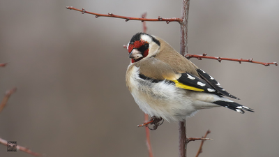 Saka