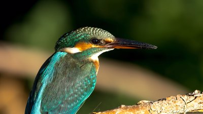 Yalıçapkını - Alcedo atthis kuş fotoğrafı