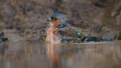 İspinoz - Fringilla coelebs kuş fotoğrafı