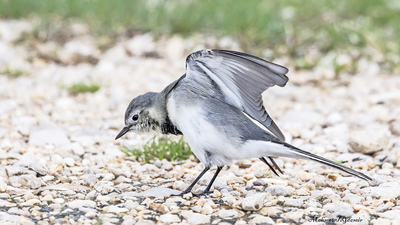 Ak kuyruksallayan (Motacilla alba) - Isparta / Senirkent kuş fotoğrafı