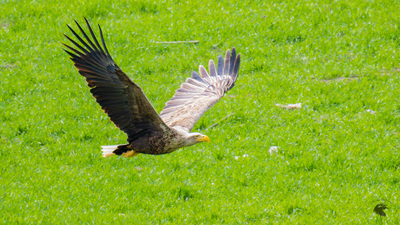 Akkuyruklu kartal (Haliaeetus albicilla) - Eskişehir / Odunpazarı kuş fotoğrafı
