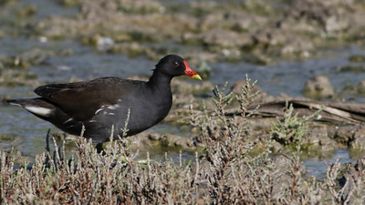 Sutavuğu - Gallinula chloropus kuş fotoğrafı
