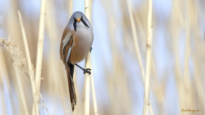 Bıyıklı Baştankara - Panurus biarmicus kuş fotoğrafı