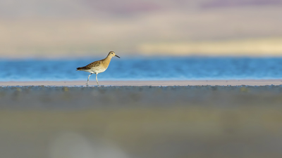 Dövüşkenkuş (Calidris pugnax) - Van / İpekyolu kuş fotoğrafı