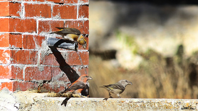 Çaprazgaga (Loxia curvirostra) - Bilecik / Bozüyük kuş fotoğrafı