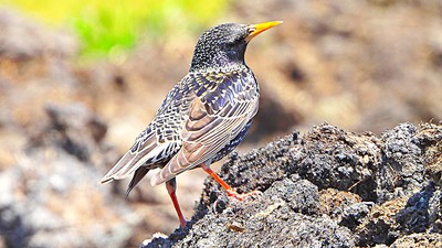 Sığırcık