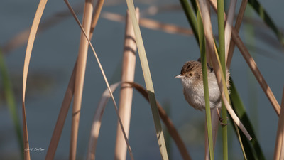 Yelpazekuyruk - Cisticola juncidis kuş fotoğrafı