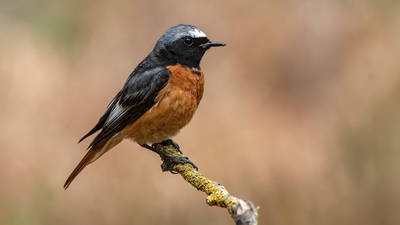 Kızılkuyruk (Phoenicurus phoenicurus) - Osmaniye / Merkez kuş fotoğrafı