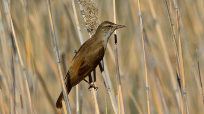 Büyük Kamışçın - Acrocephalus arundinaceus kuş fotoğrafı
