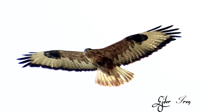 Kızıl Şahin - Buteo rufinus kuş fotoğrafı