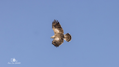Yılan Kartalı - Circaetus gallicus kuş fotoğrafı