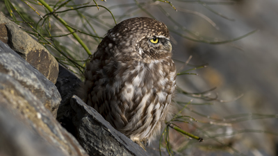 Kukumav - Athene noctua kuş fotoğrafı