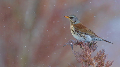 Tarla Ardıcı (Turdus pilaris) - Ankara / Gölbaşı kuş fotoğrafı