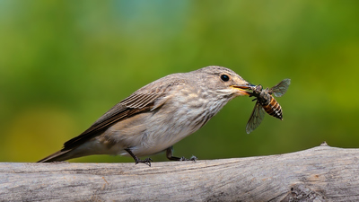 Benekli Sinekkapan - Muscicapa striata kuş fotoğrafı