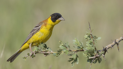 Karabaşlı Çinte - Emberiza melanocephala kuş fotoğrafı