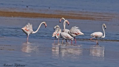 Flamingo