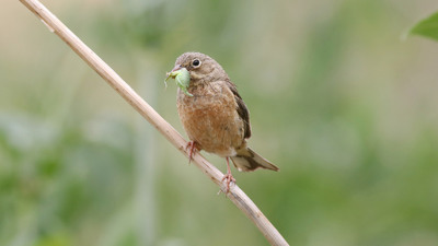 Kirazkuşu - Emberiza hortulana kuş fotoğrafı