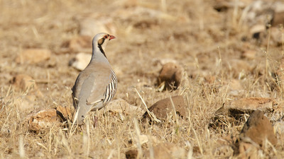 Kınalı Keklik - Alectoris chukar kuş fotoğrafı