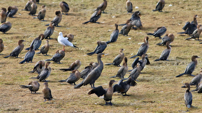 Karabatak - Phalacrocorax carbo kuş fotoğrafı