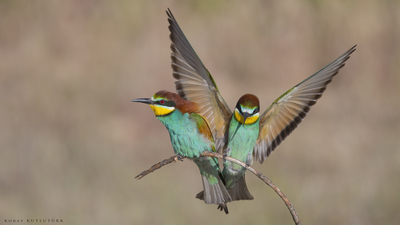 Arıkuşu - Merops apiaster kuş fotoğrafı