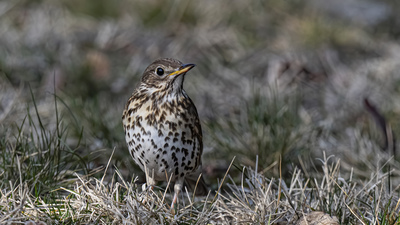 Öter Ardıç (Turdus philomelos) - Ankara / Gölbaşı kuş fotoğrafı