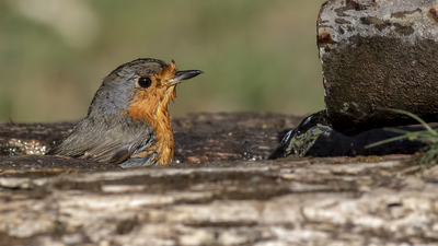 Kızılgerdan - Erithacus rubecula kuş fotoğrafı