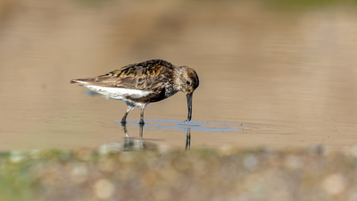 Karakarınlı Kumkuşu - Calidris alpina kuş fotoğrafı