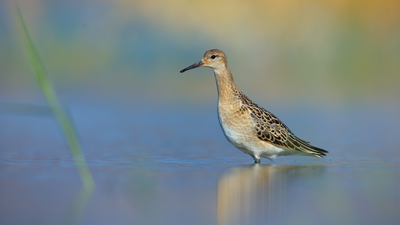 Dövüşkenkuş (Calidris pugnax) - İzmir / Aliağa kuş fotoğrafı