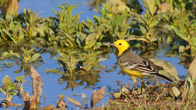 Sarıbaşlı Kuyruksallayan - Motacilla citreola kuş fotoğrafı