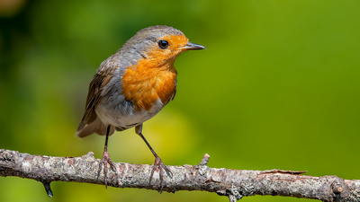 Kızılgerdan - Erithacus rubecula kuş fotoğrafı
